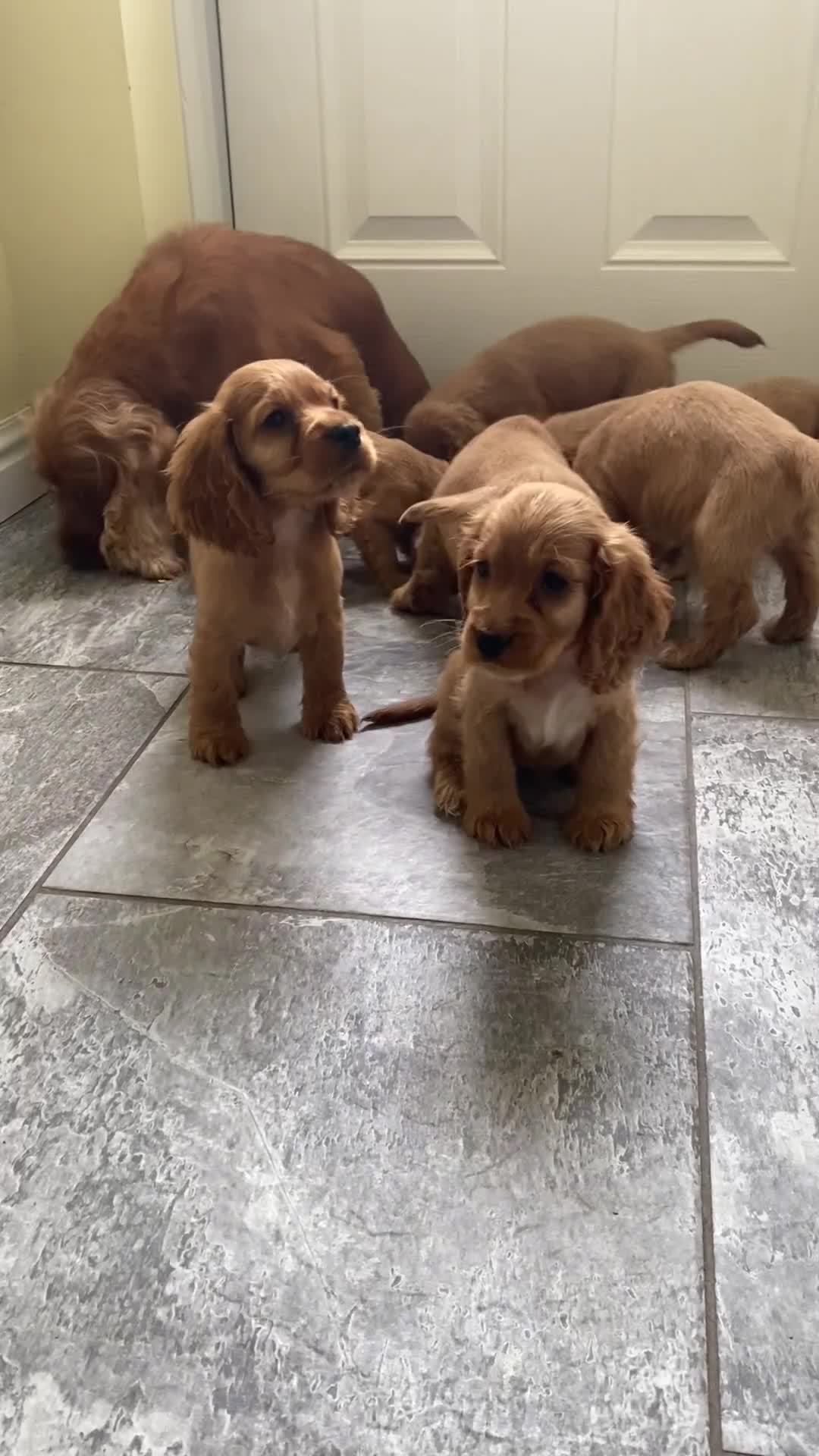Cocker Spaniel dogs for sale: OUT STANDING GOLDEN SHOW TYPE COCKER SPANIEL  - Video 3