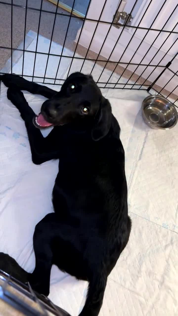 Labrador Retriever dogs for sale: OTTIS!! I’m very friendly looking for a new home.  in Kidderminster - Video 1