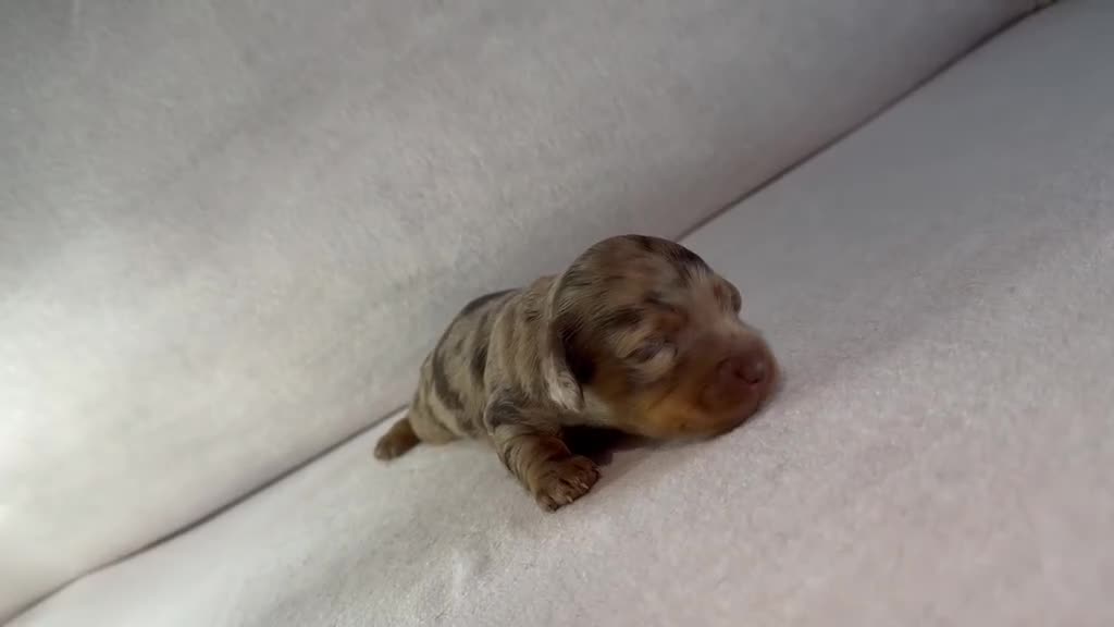 Miniature Dachshund dogs for sale: Longhair miniature dachshund  - Video 1
