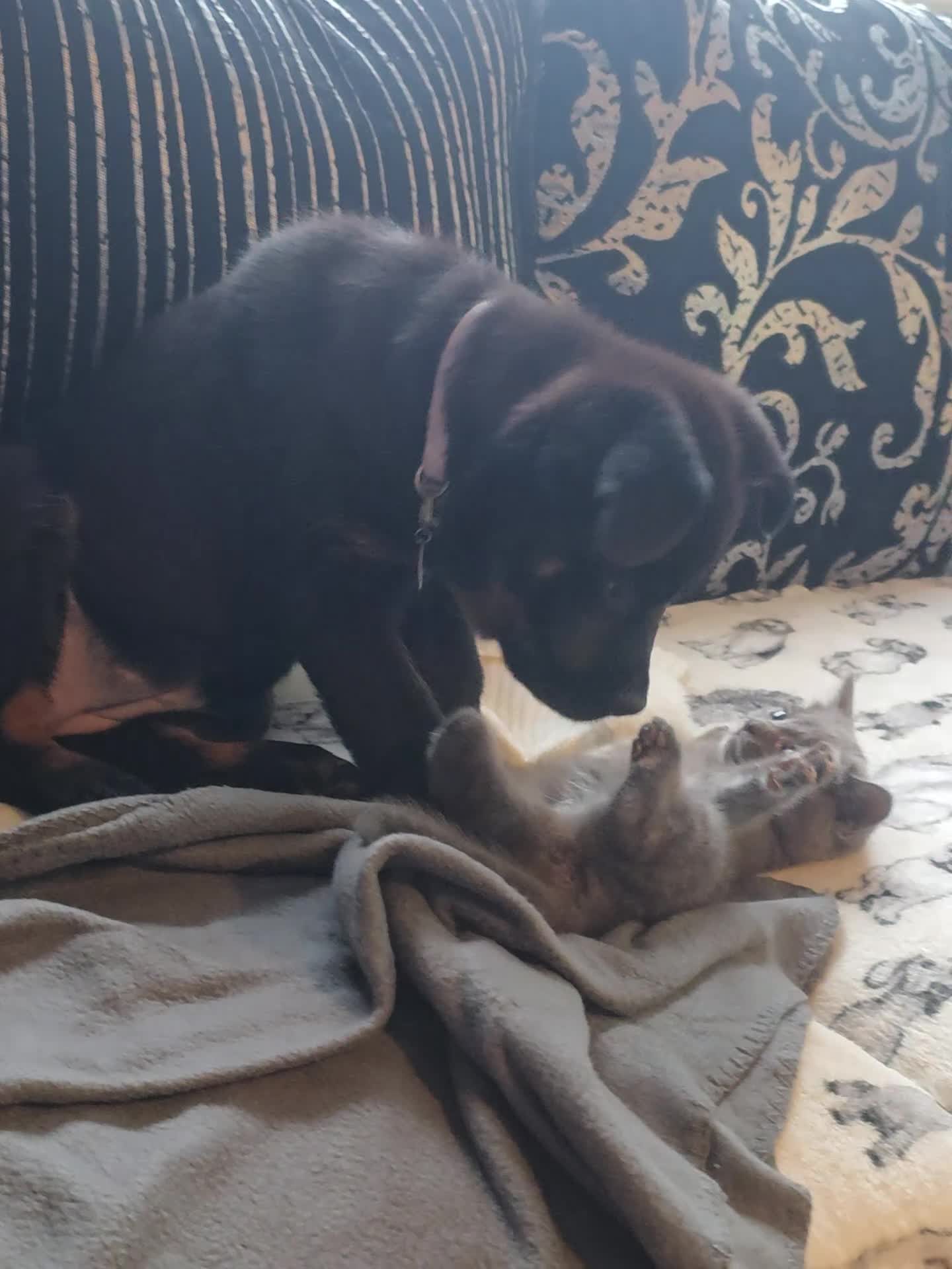 Mixed Breed dogs for sale: Beautiful pup looking for forever sofa  - Video 2