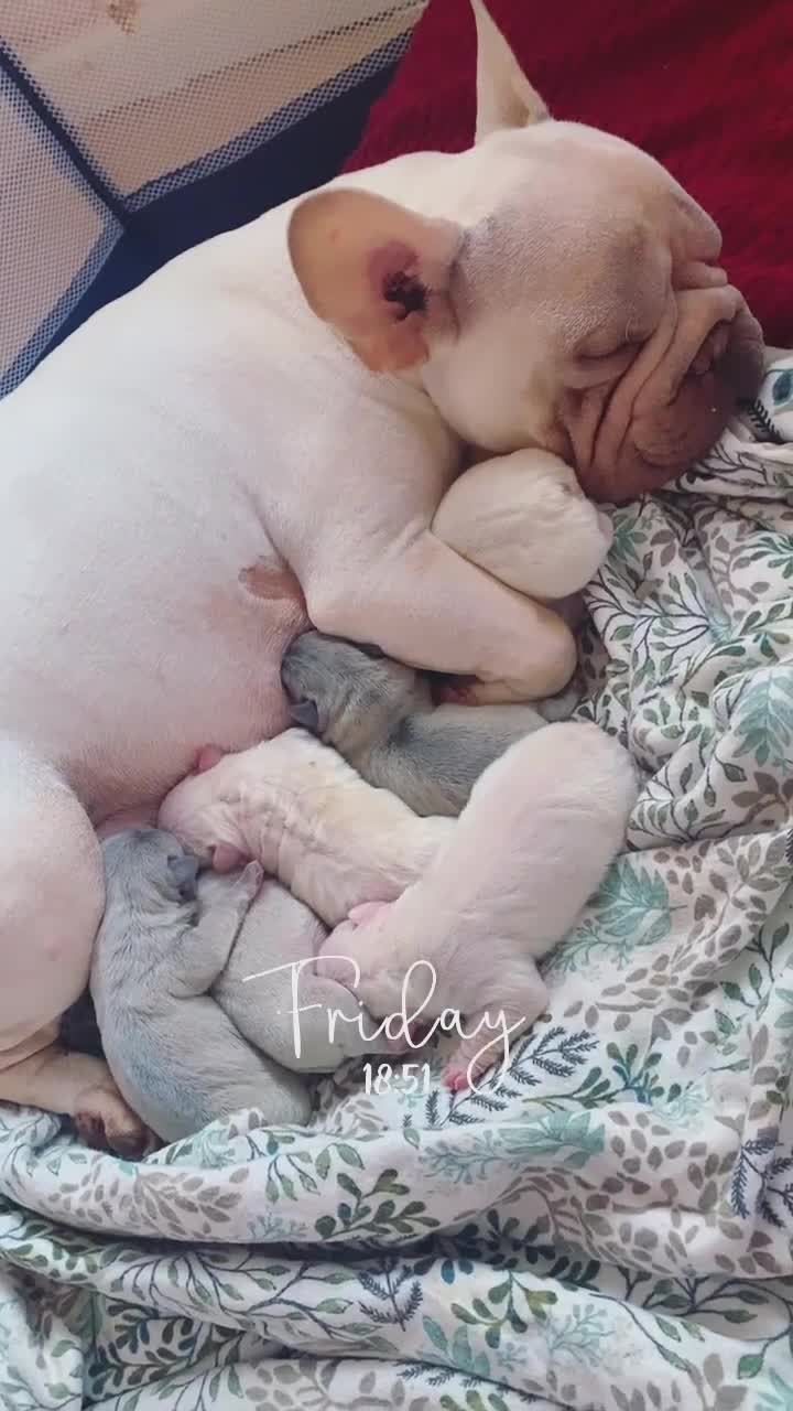 French Bulldog dogs for sale: Stunning frenchie pups for sale!! - Video 2