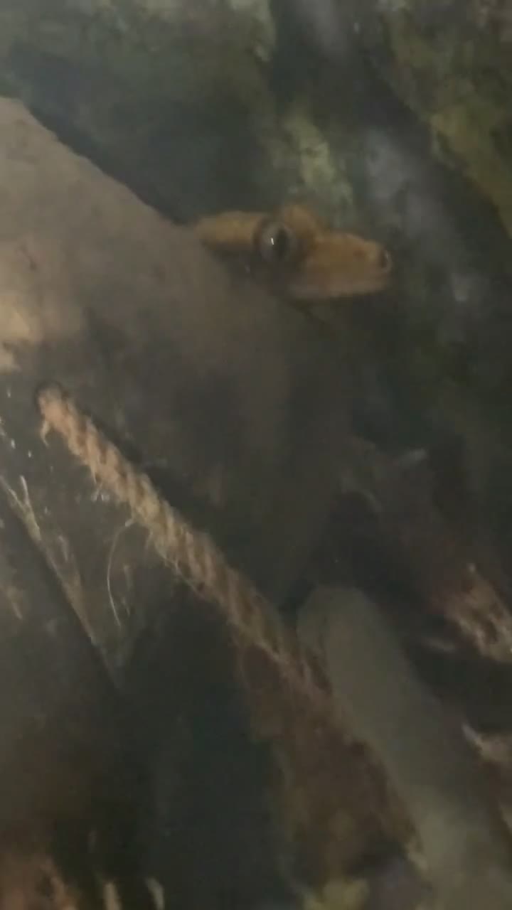 Gecko reptiles for sale: Crested gecko pet with full bioactive vivarium  in York - Video 2
