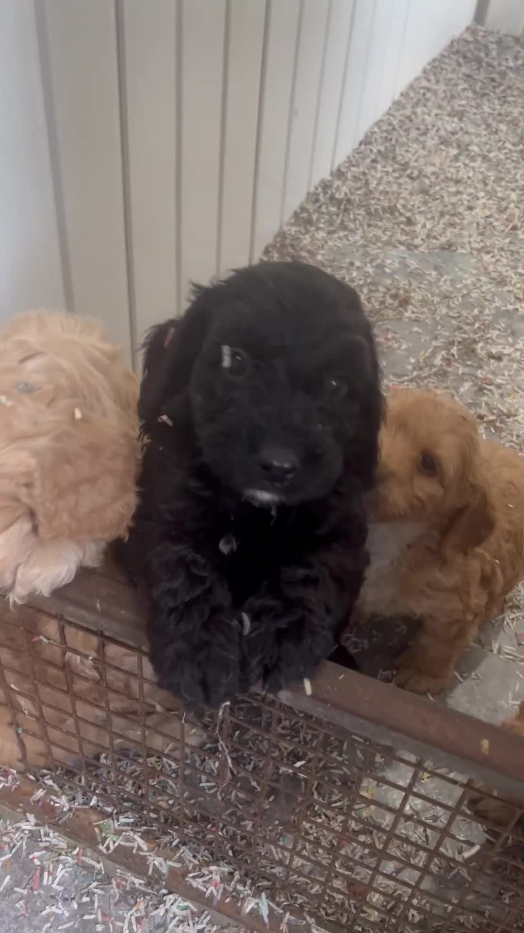 Cockapoo dogs for sale: F1 cockapoo puppies  - Video 1
