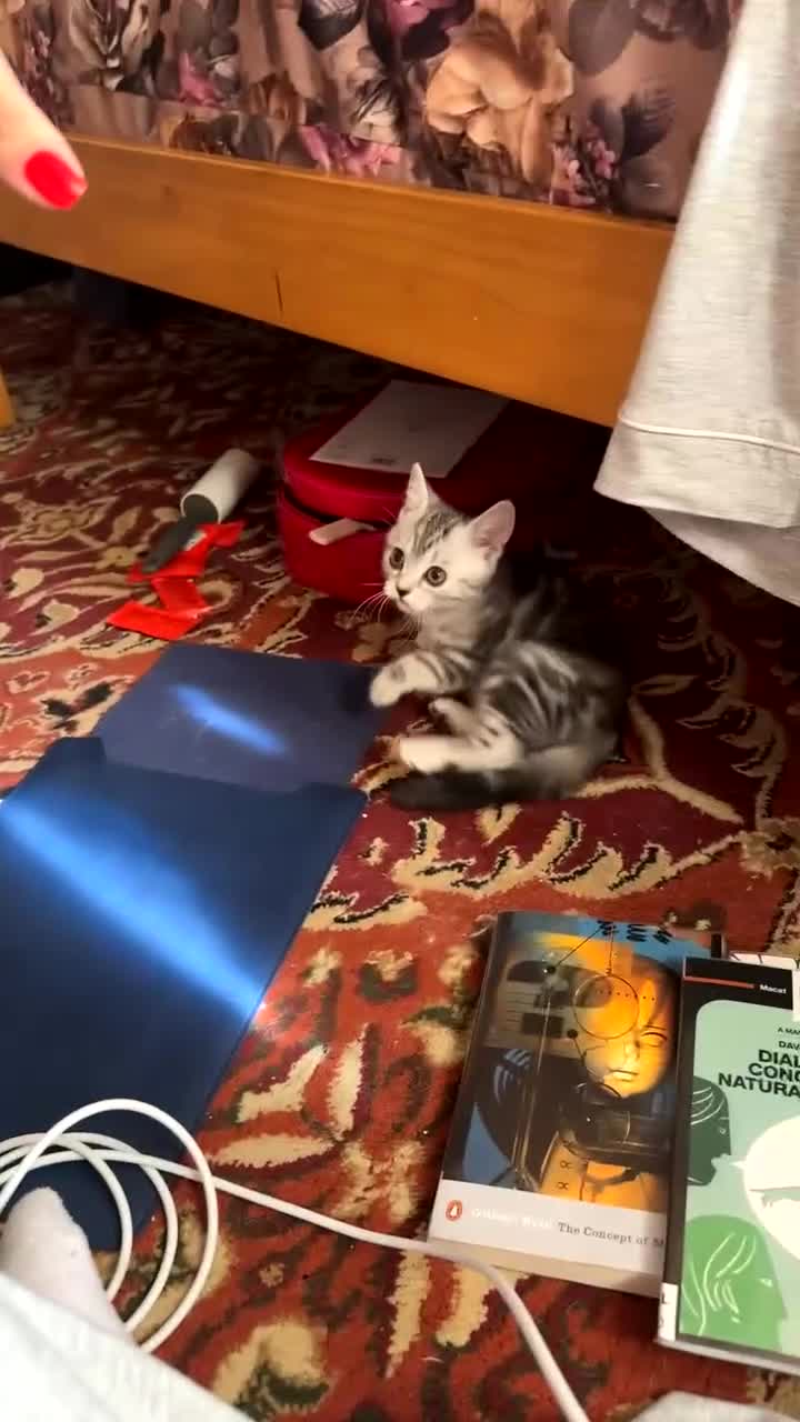 British Shorthair cats for sale: Mom and baby boy - Video 1
