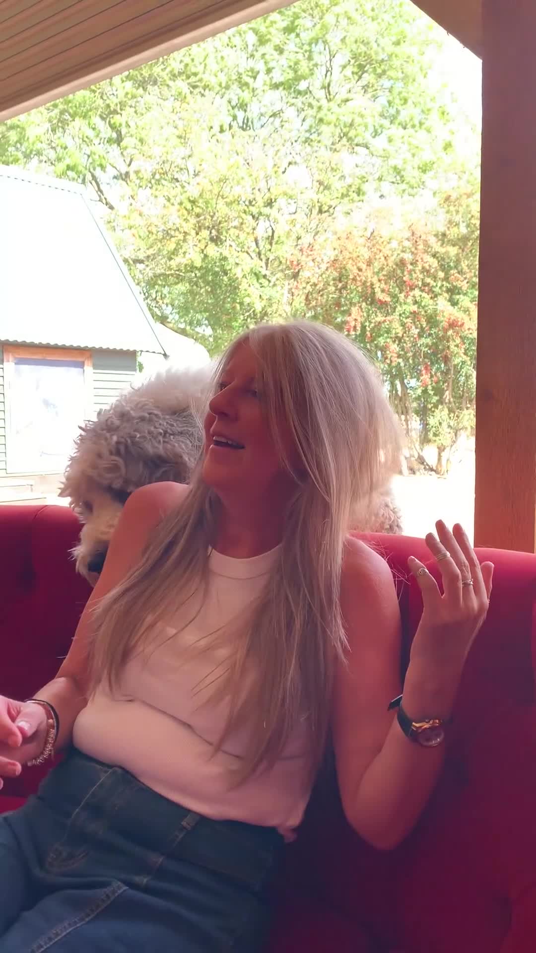 Sheepadoodle dogs for sale: Standard Sheepadoodle READY NOW - Video 3