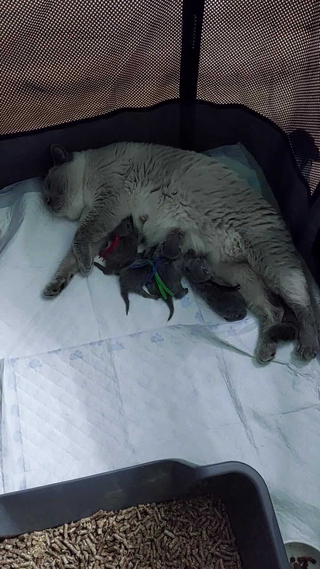 British Shorthair cats for sale: IMPECCABLE🏆CH SIRED GCCF REGISTERED KITTENS! - Video 3