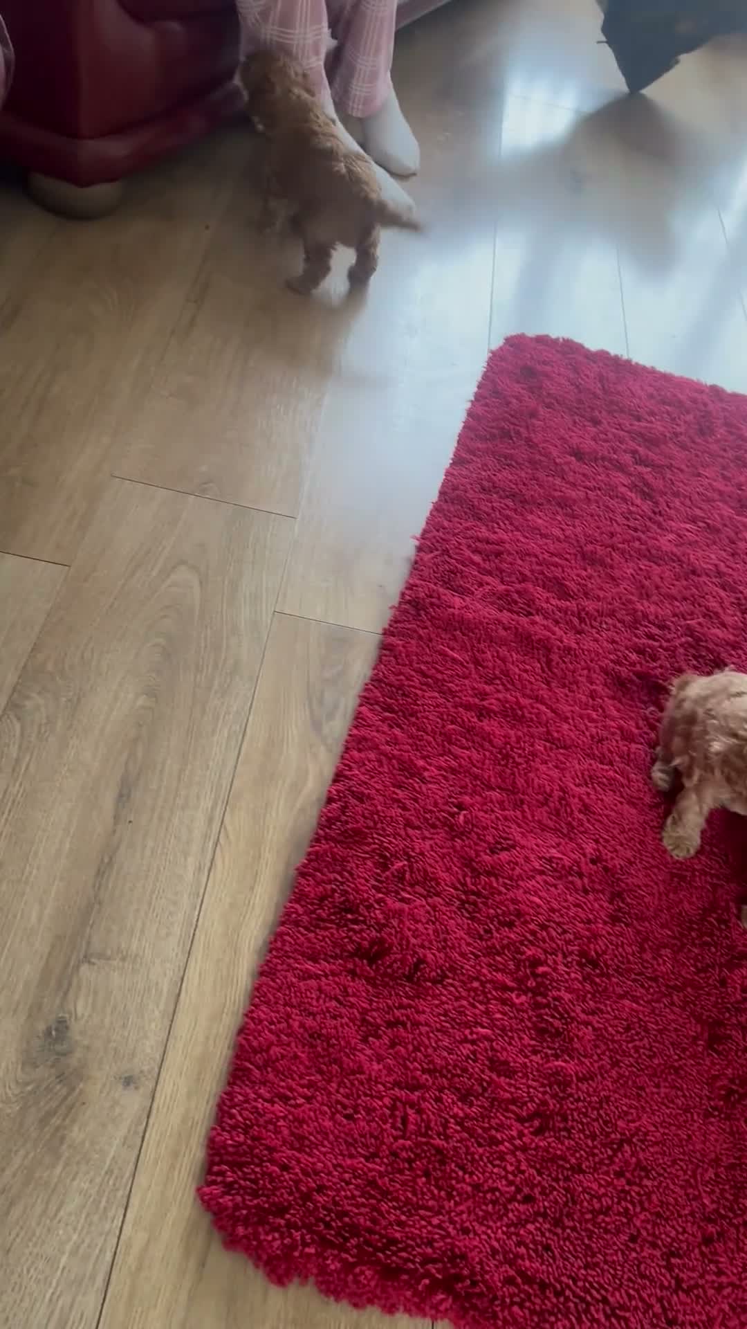 Cavapoo dogs for sale: Cavapoo puppies - Video 1