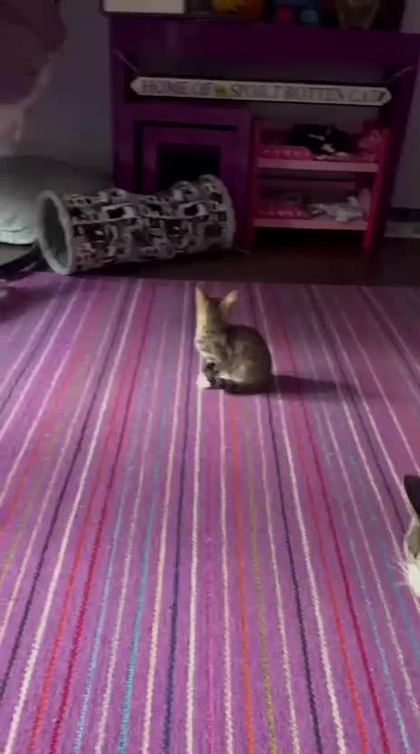 Mixed Breed cats for adoption: 3 x rescue tabby kittens looking for homes - Video 1