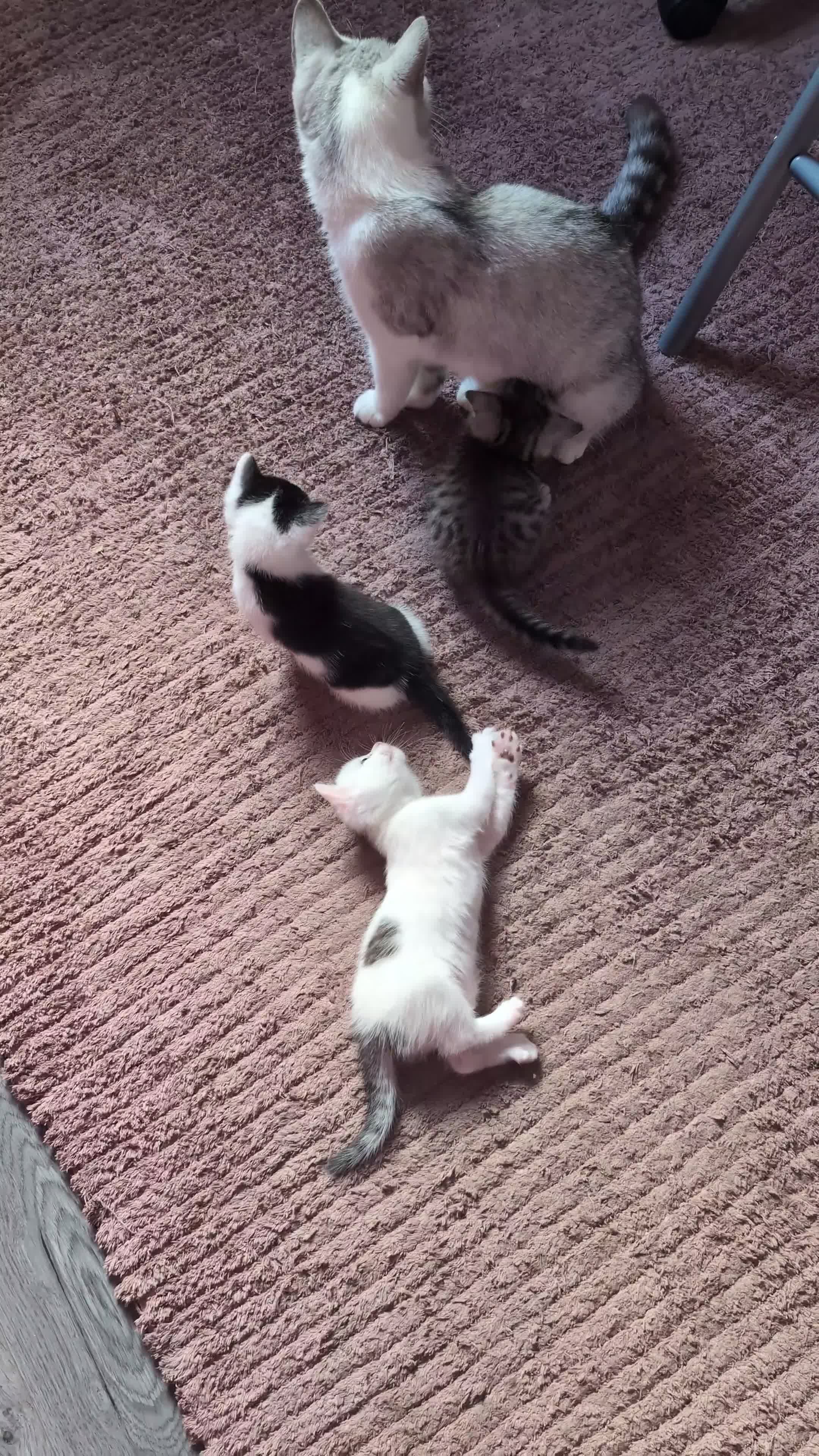 Mixed Breed cats for sale: Persian mix cross  - Video 1