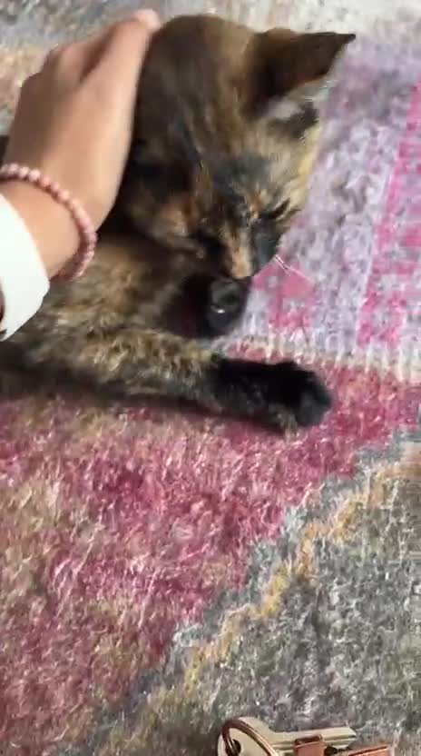 Mixed Breed cats for adoption: ARTI -AFFECTIONATE FUN GIRL SPAYED VACCINATED - Video 1