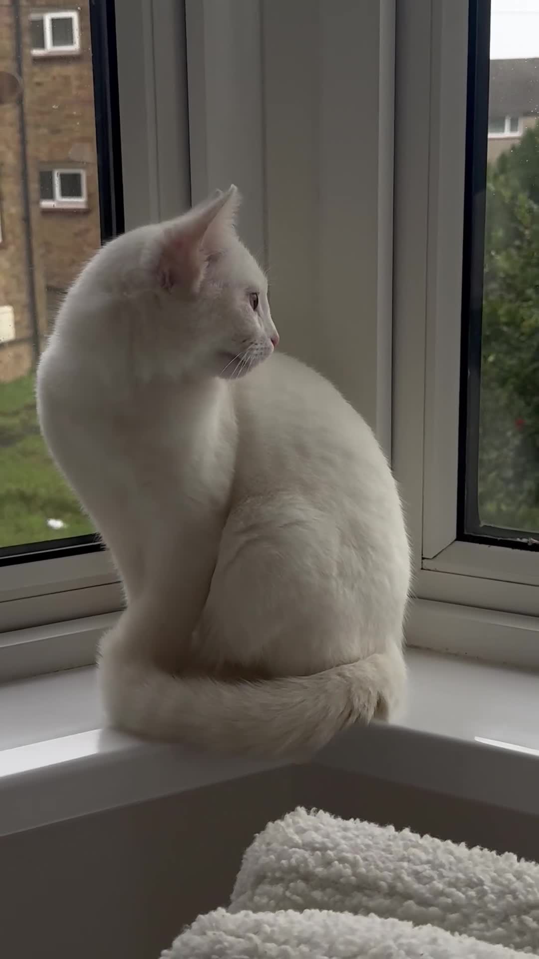 British Longhair cats for sale: Gorgeous Pure White Kitten Ready to Leave - Video 1