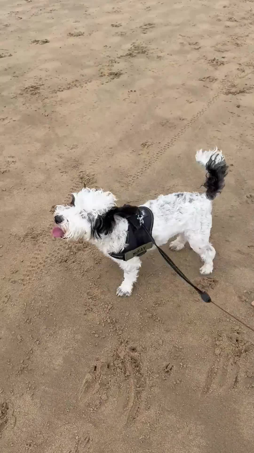 Jackapoo dogs for stud: Stud Male Jackapoo 4y/o  in Durham - Video 1