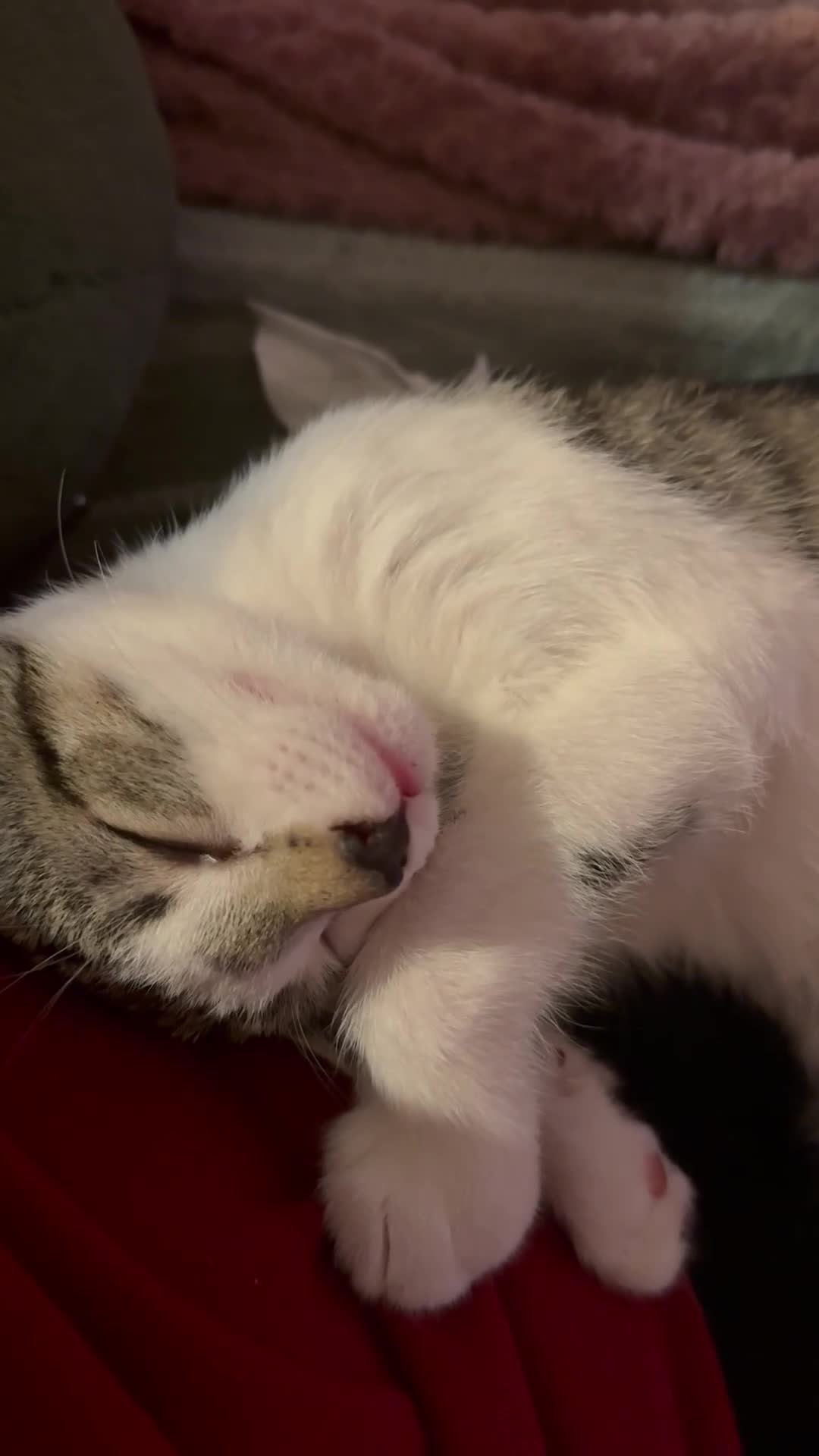 Mixed Breed cats for sale: Little Hand Reared Pops Needs His Forever Home - Video 1