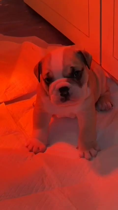 English Bulldog dogs for sale: English Bulldog Puppies Coloured  - Video 2