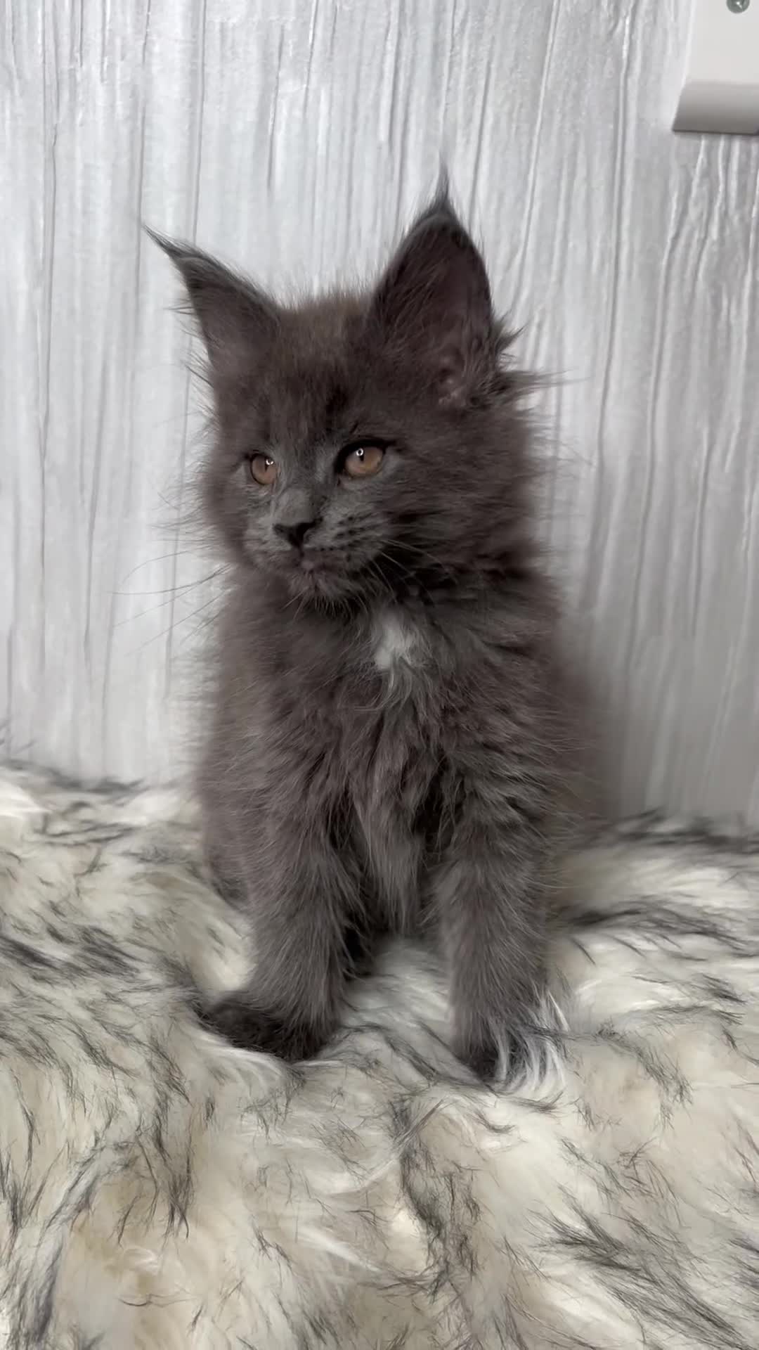 Maine Coon cats for sale: Maine coon last blue girl available 💜 - Video 2