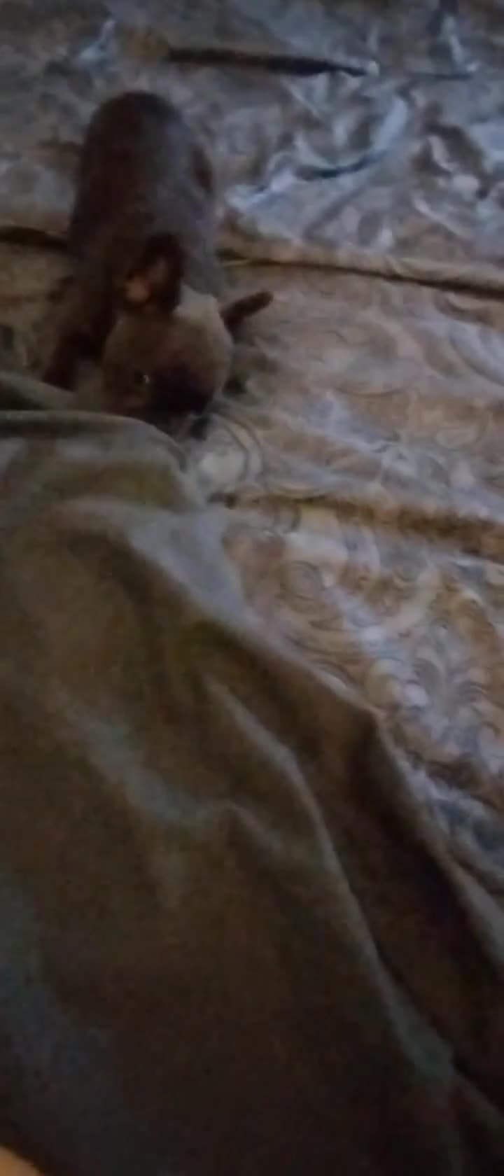 French Bulldog dogs for sale: French bulldog female blue colour - Video 1