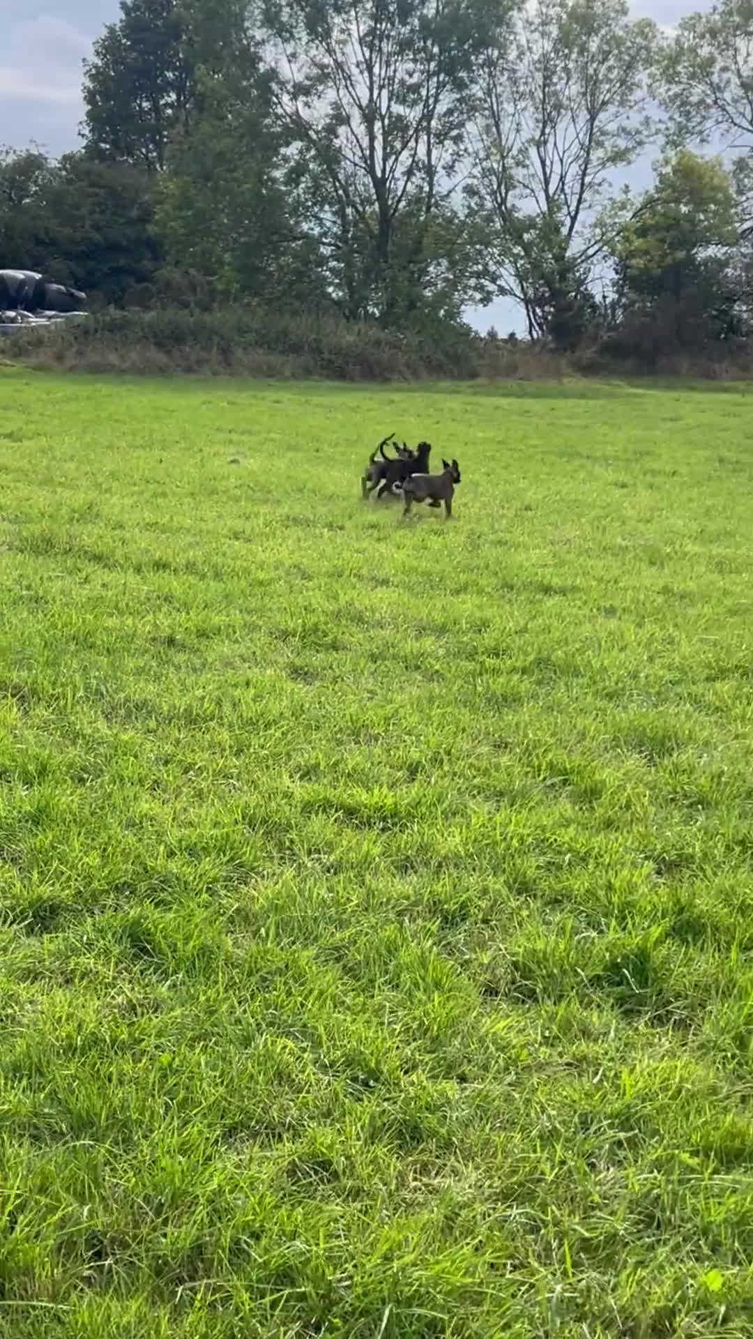 Mixed Breed dogs for sale: Bull herder puppies - Video 1
