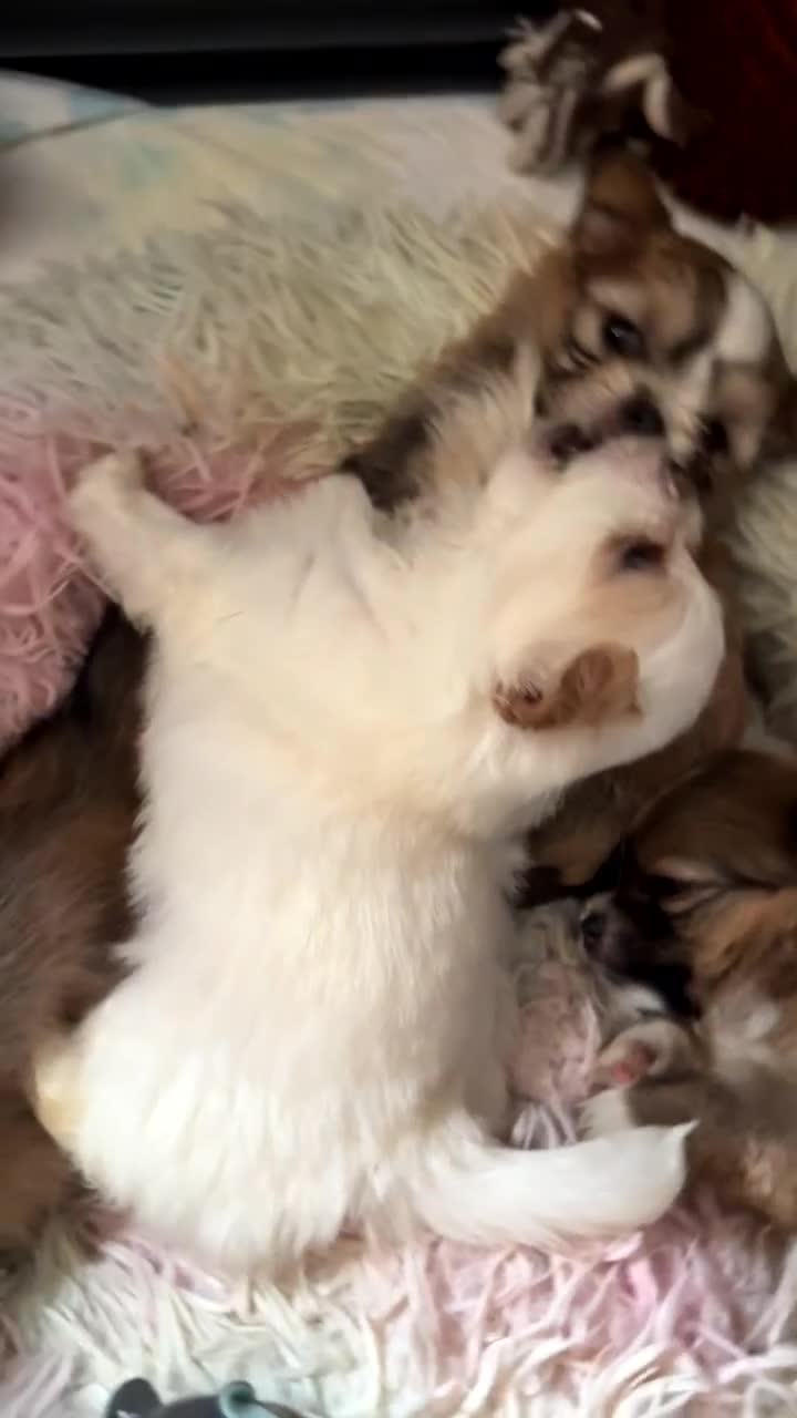 Mixed Breed dogs for sale: Pom x pups - Video 2