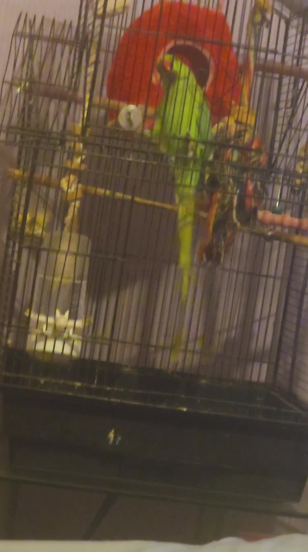 Ringnecks birds for sale: Male indian ringneck - Video 1