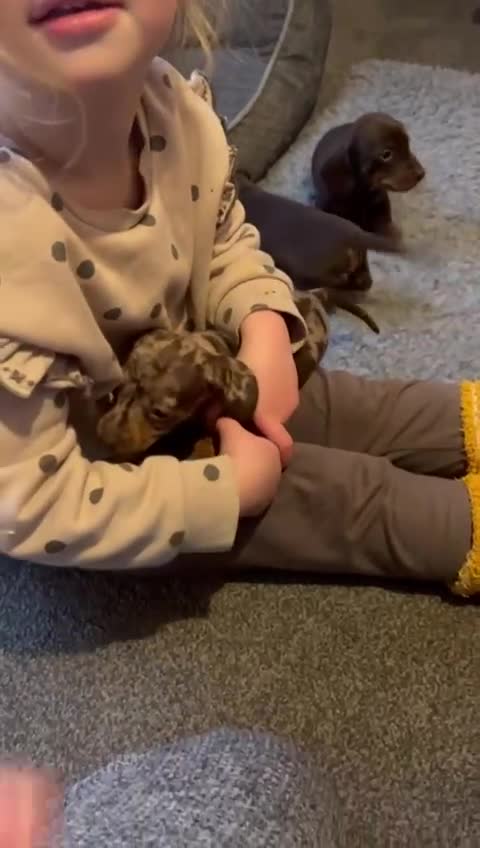 Miniature Dachshund dogs for sale: KC Miniature Dachshund Puppies  - Video 1