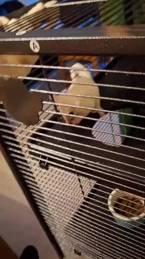 Sugar Glider rodents for sale: Pair of male Sugar Gliders  - Video 1