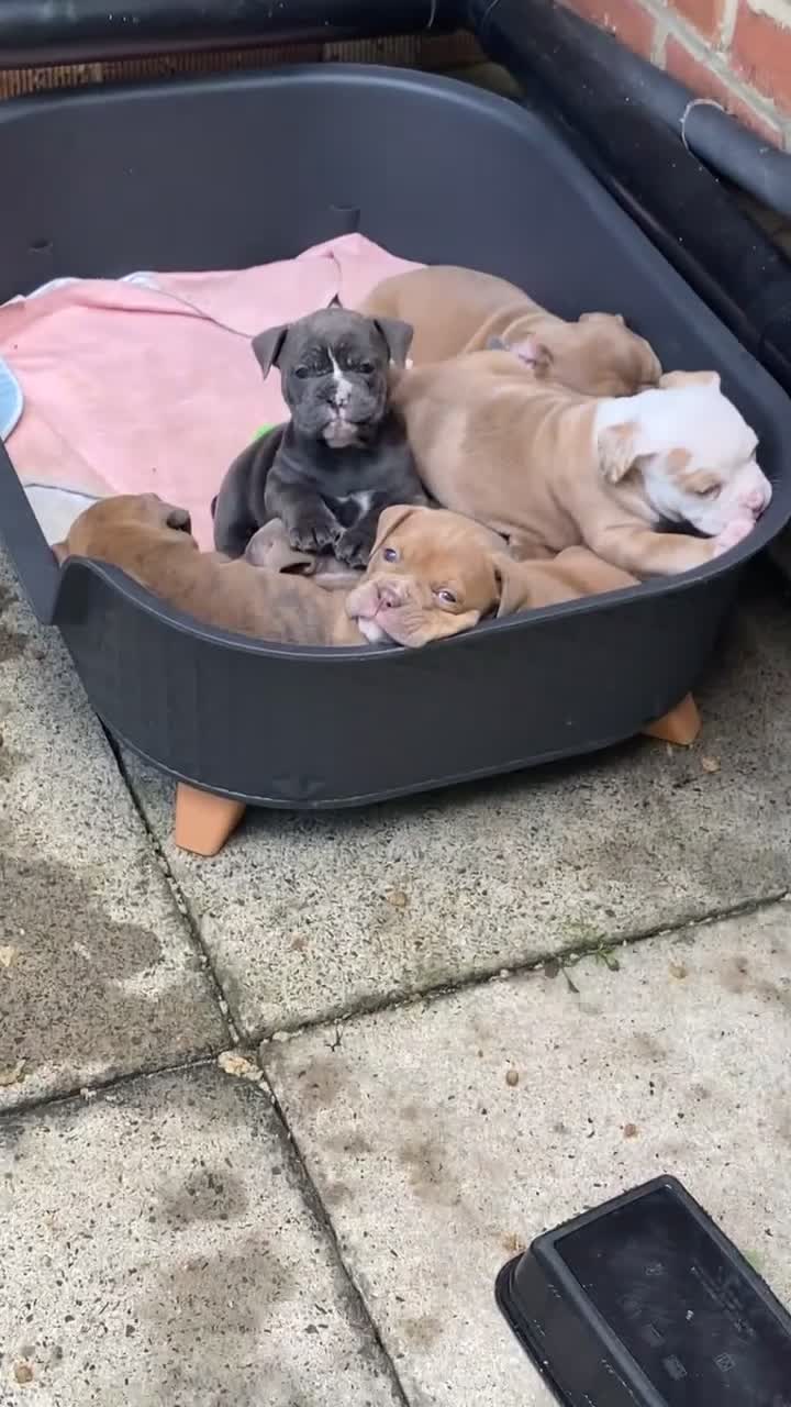 Dorset Olde Tyme Bulldogge dogs for sale: Beautiful KC olde English bulldogs in spennymoor  - Video 3