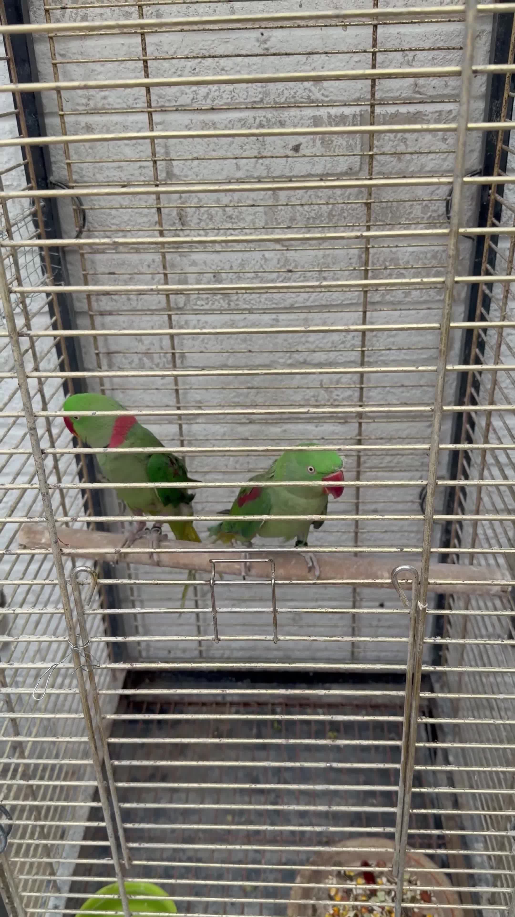 Parrots birds for sale: Alexandria breeding prayer - Video 1