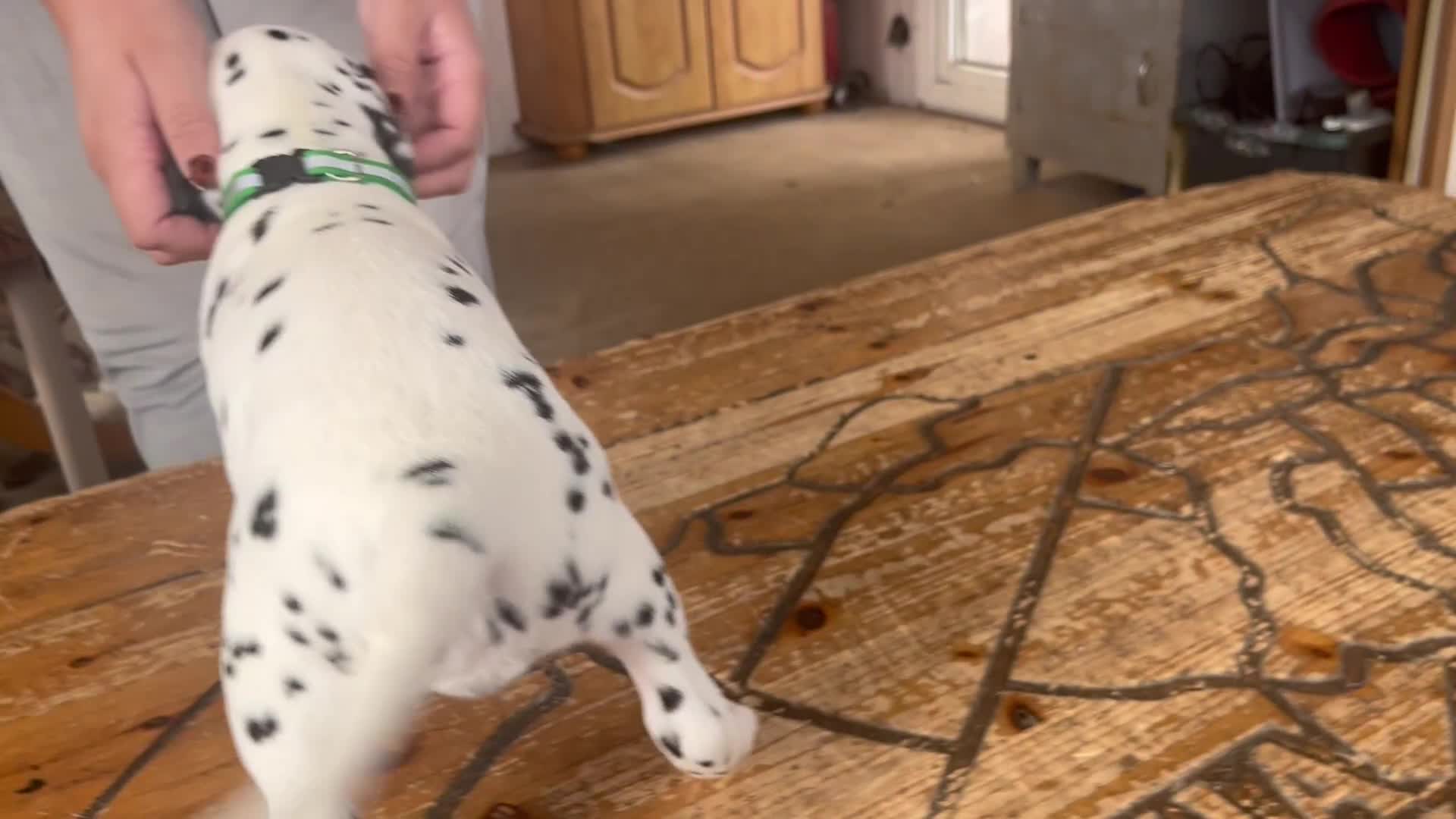 Dalmatian dogs for sale: Stunning Dalmatian puppies KC reg show winners - Video 2