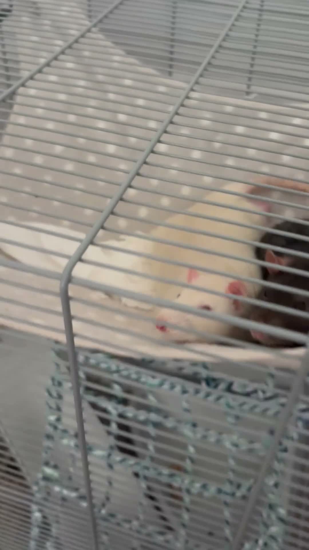 Rat rodents for sale: Rehoming for two male rats  in London - Video 1