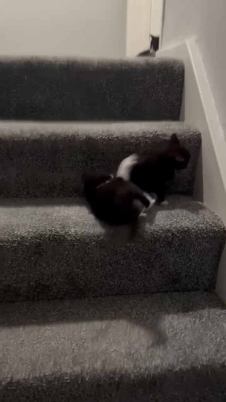 Mixed Breed cats for sale: Tonkinese cross kittens - Video 1