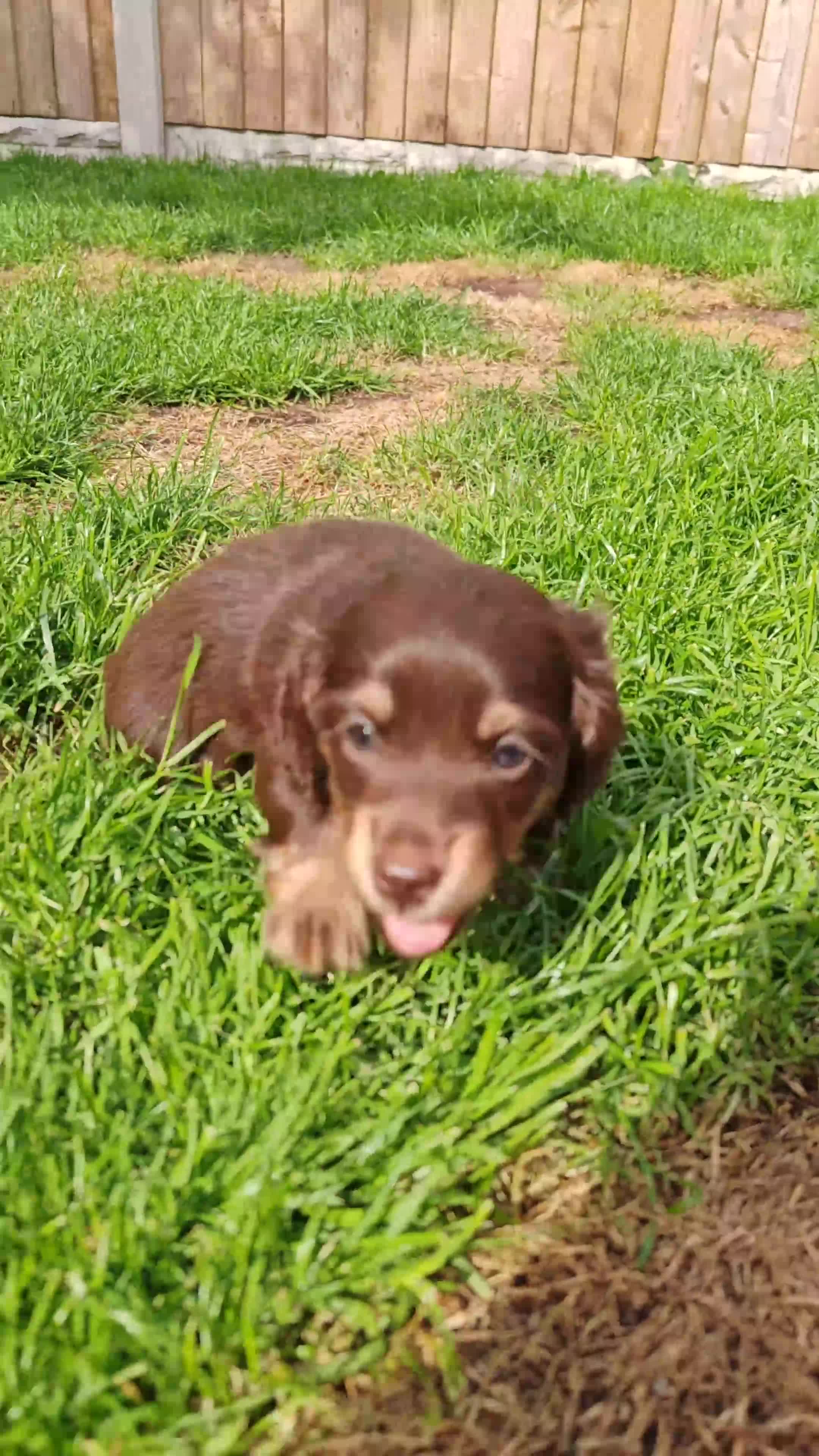 Miniature Dachshund dogs for sale: Exceptional Miniature Dachshunds Babies in Littleborough - Video 1