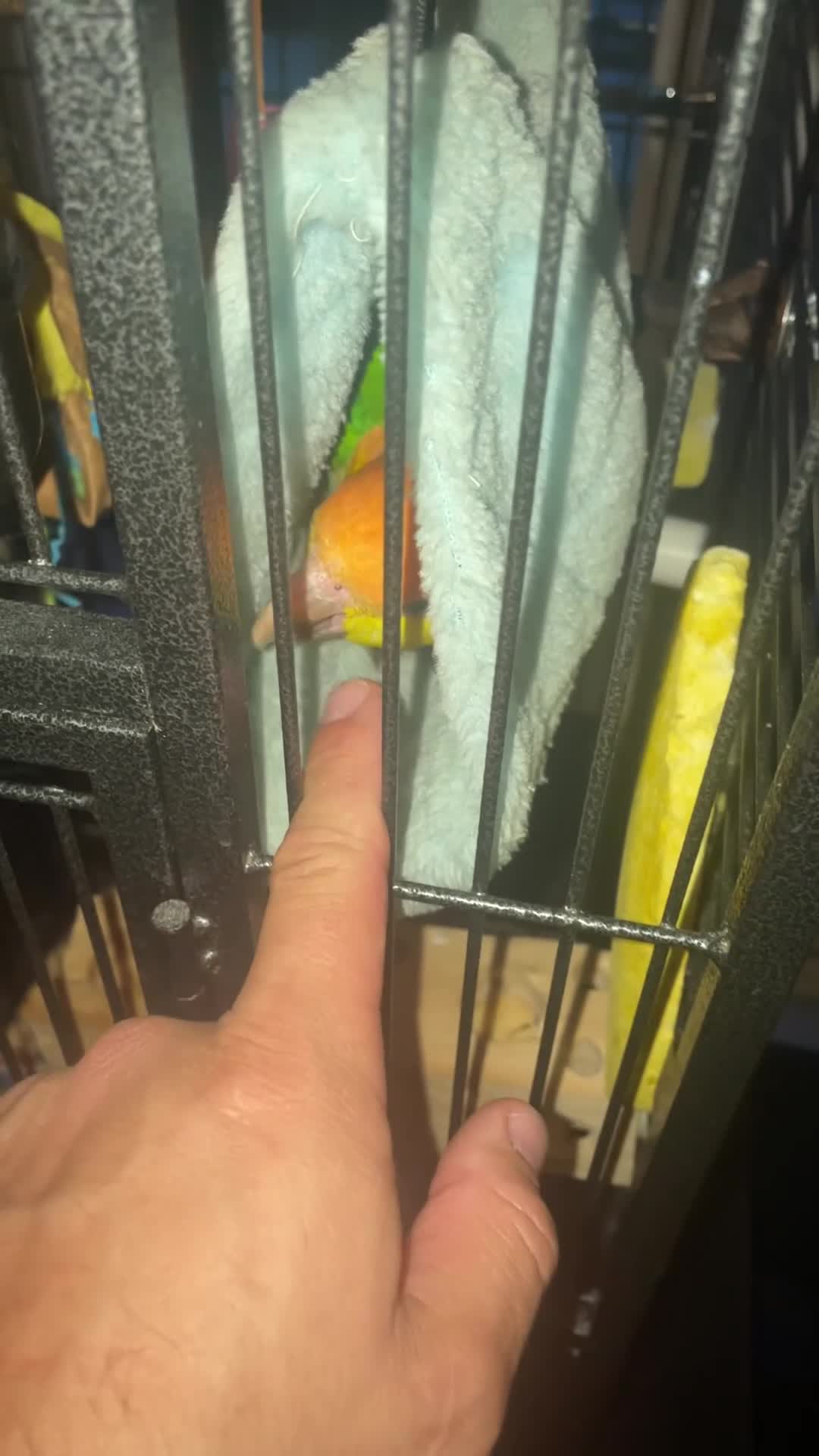 Parrots birds for sale: Caique yellow thighed - Video 1