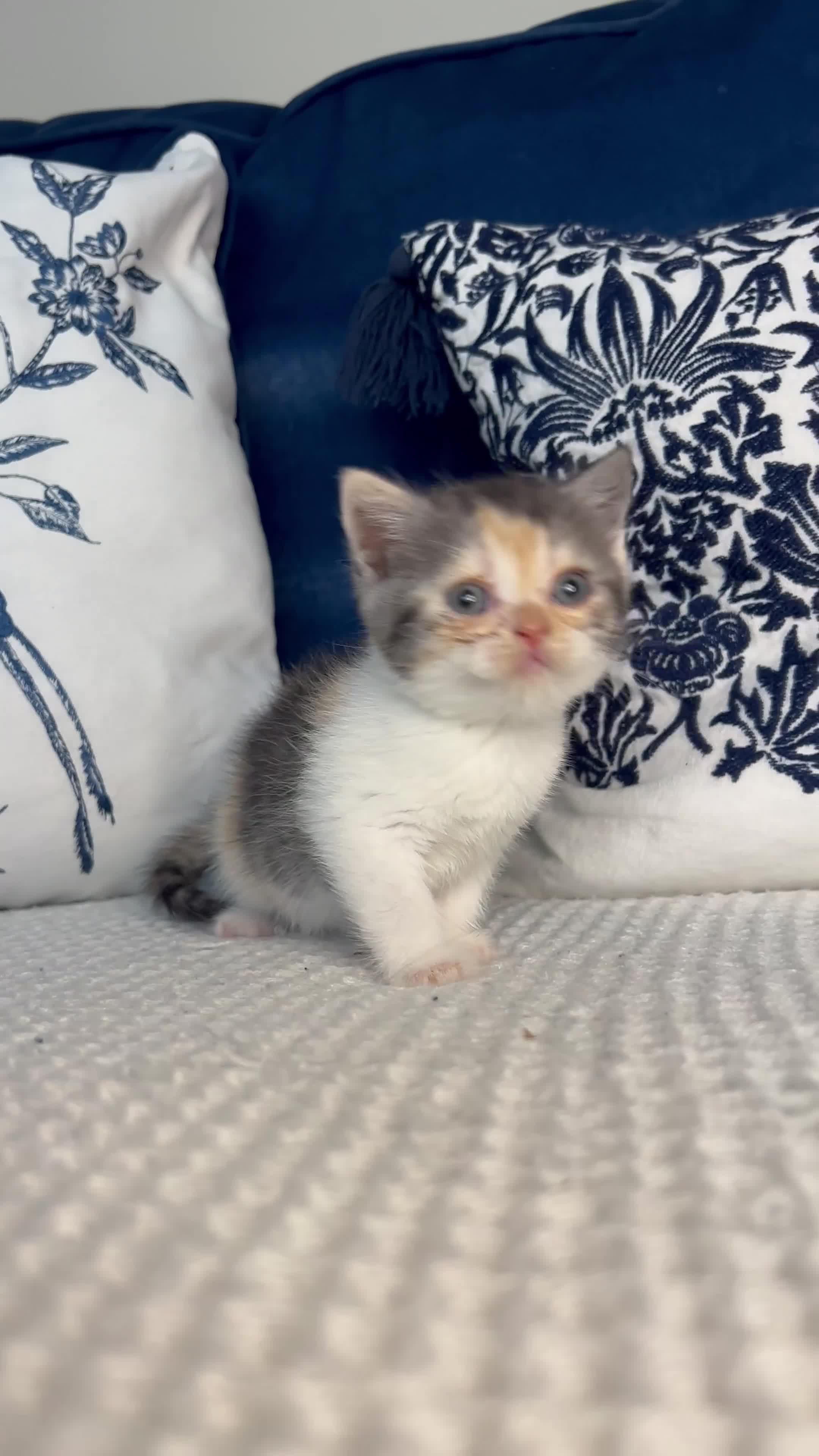 British Shorthair cats for sale: Beautiful British short hair kittens - Video 4