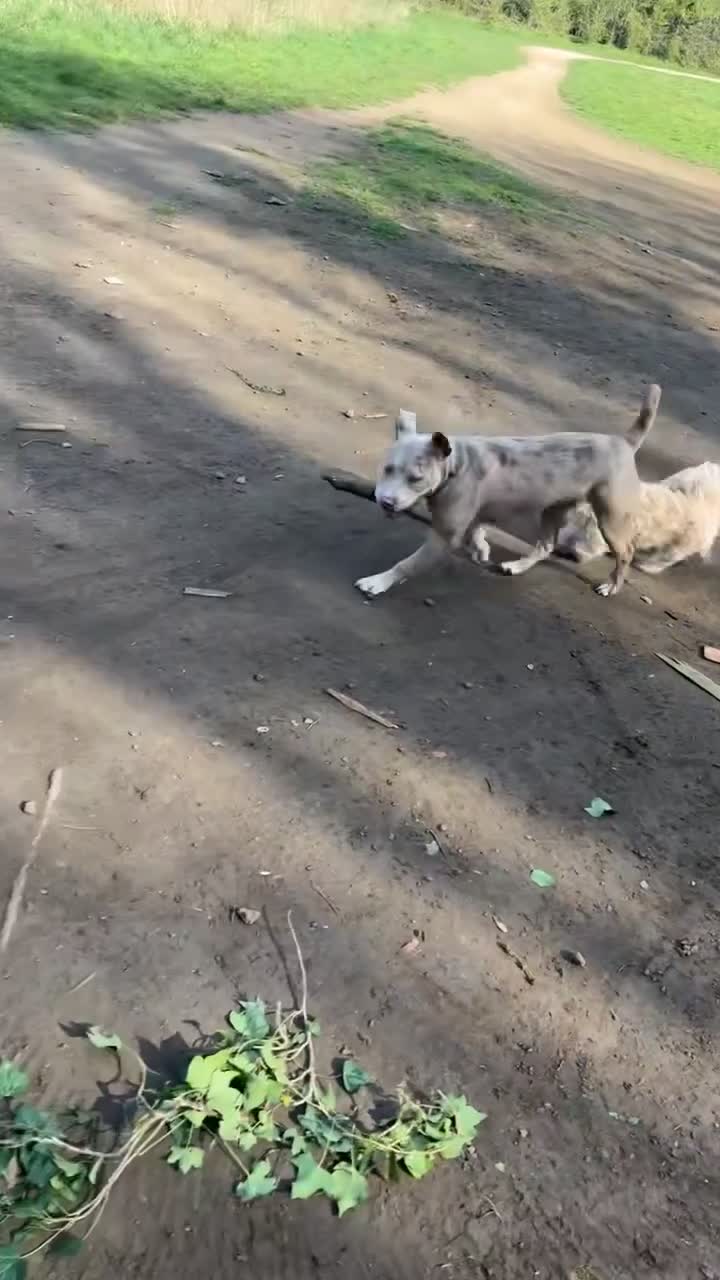 Mixed Breed dogs for sale: staffy  cross boxer  - Video 1