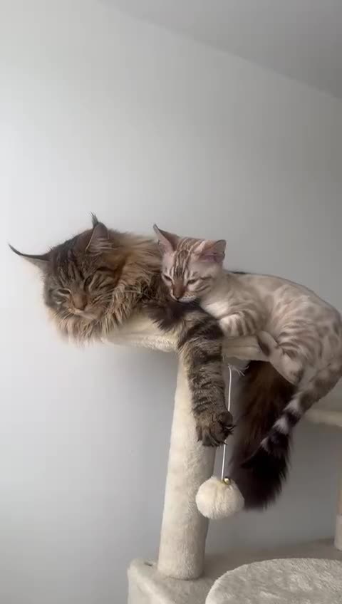 Bengal cats for sale: Snow boy  - Video 1