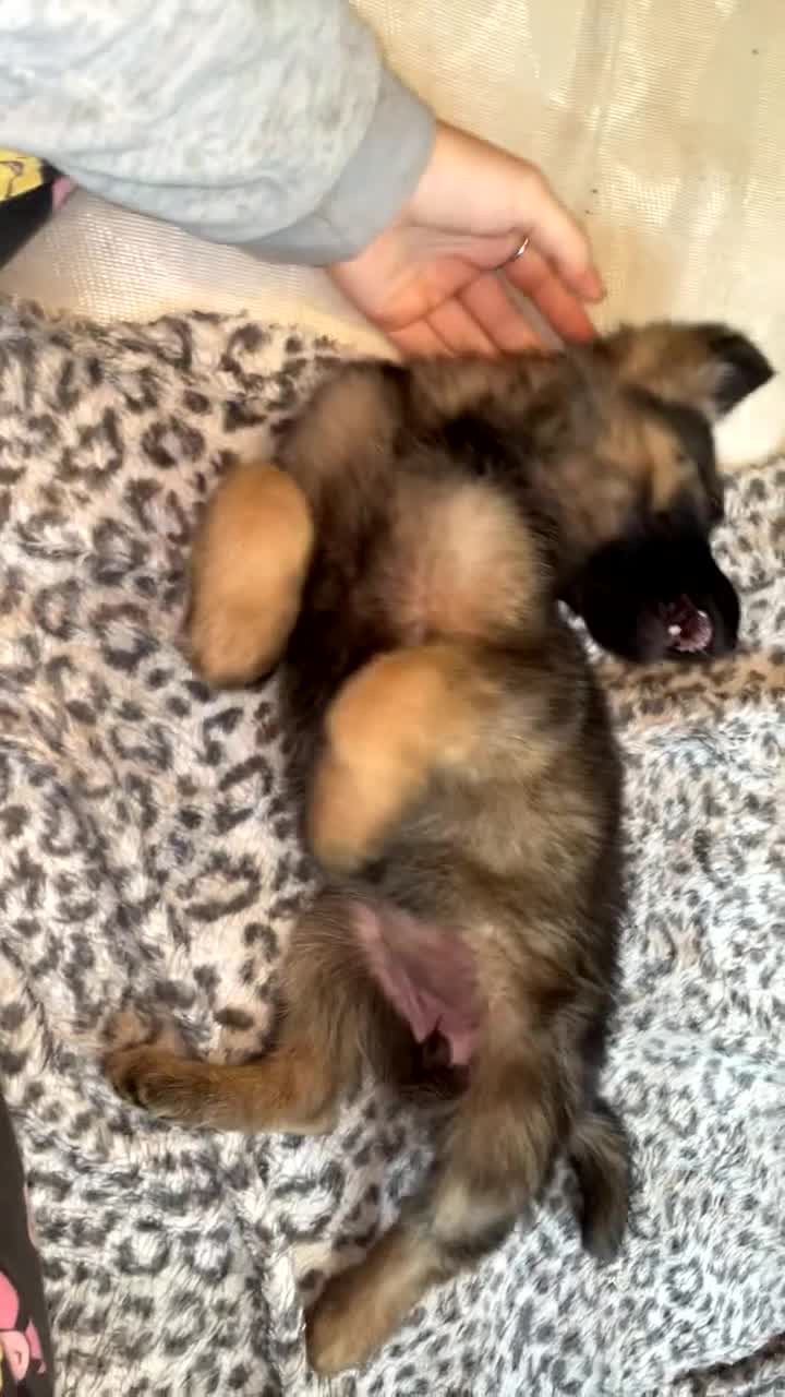 German Shepherd dogs for sale: Female German shepherds  - Video 1