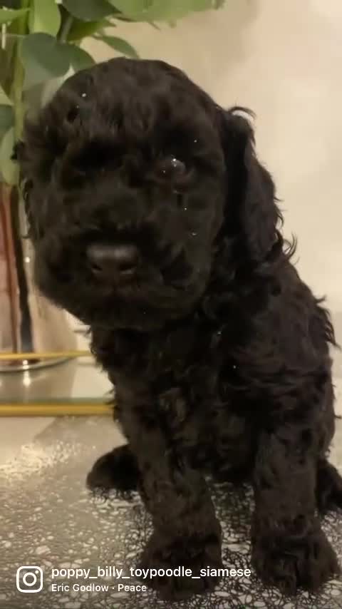 Miniature Poodle dogs for sale: Beautiful miniature poodles  - Video 2