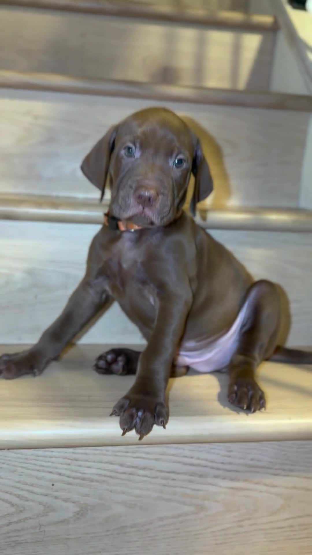 Mixed Breed dogs for sale: Beautiful Staffy/Viszla Puppies for Loving Homes - Video 4