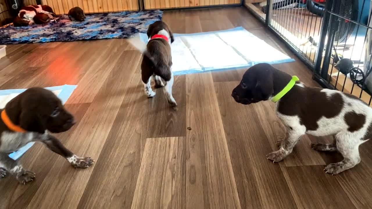 German Shorthaired Pointer dogs for sale: SENSEI-SAINTS German Shorthaired Pointers - Video 1