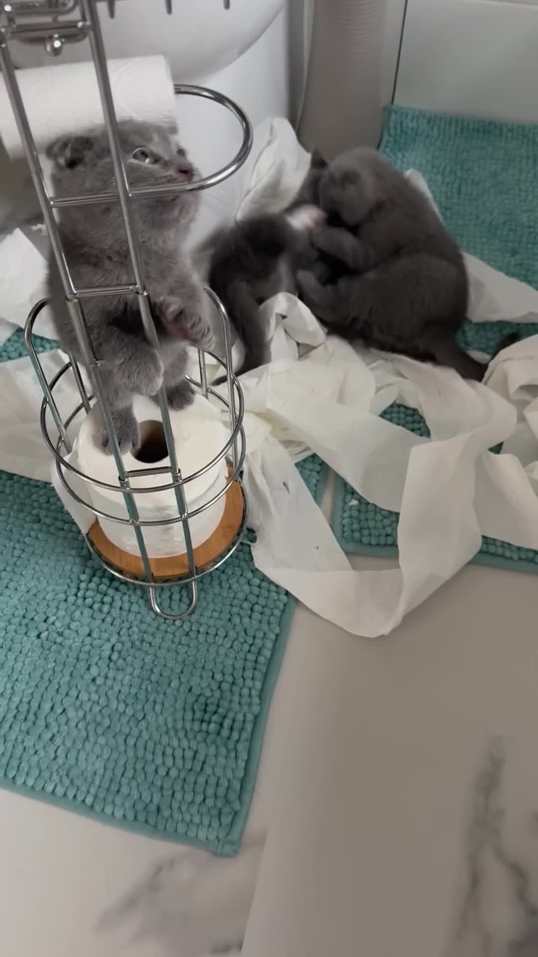 British Shorthair cats for sale: 🐾 Adorable British Shorthair Mix Kittens ! 🐱❤️ - Video 1