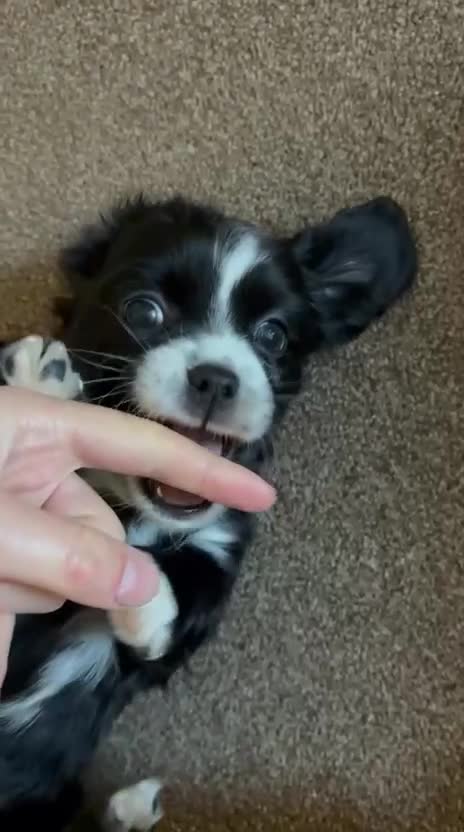 Mixed Breed dogs for sale: Gorgeous girl Cavachon x Shi Tzu puppy - Video 2