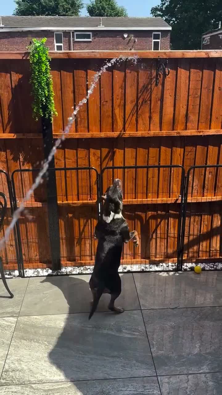 English Bull Terrier dogs for sale: UK Champion Bloodline Puppies Waiting List Open - Video 2