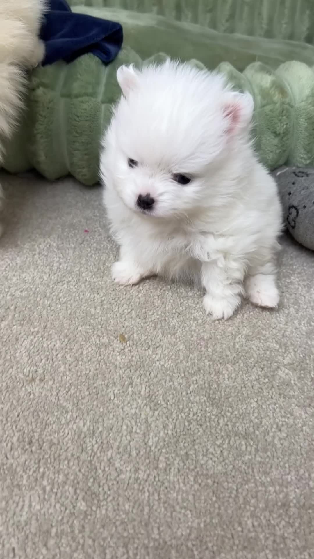 Pomeranian dogs for sale: Pomeranian puppies Kc registered - Video 2