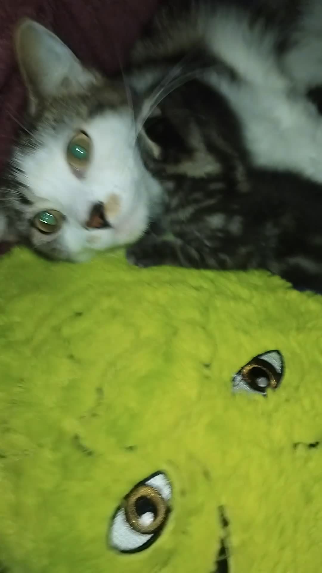Mixed Breed cats for sale: Kittens for sale  - Video 1