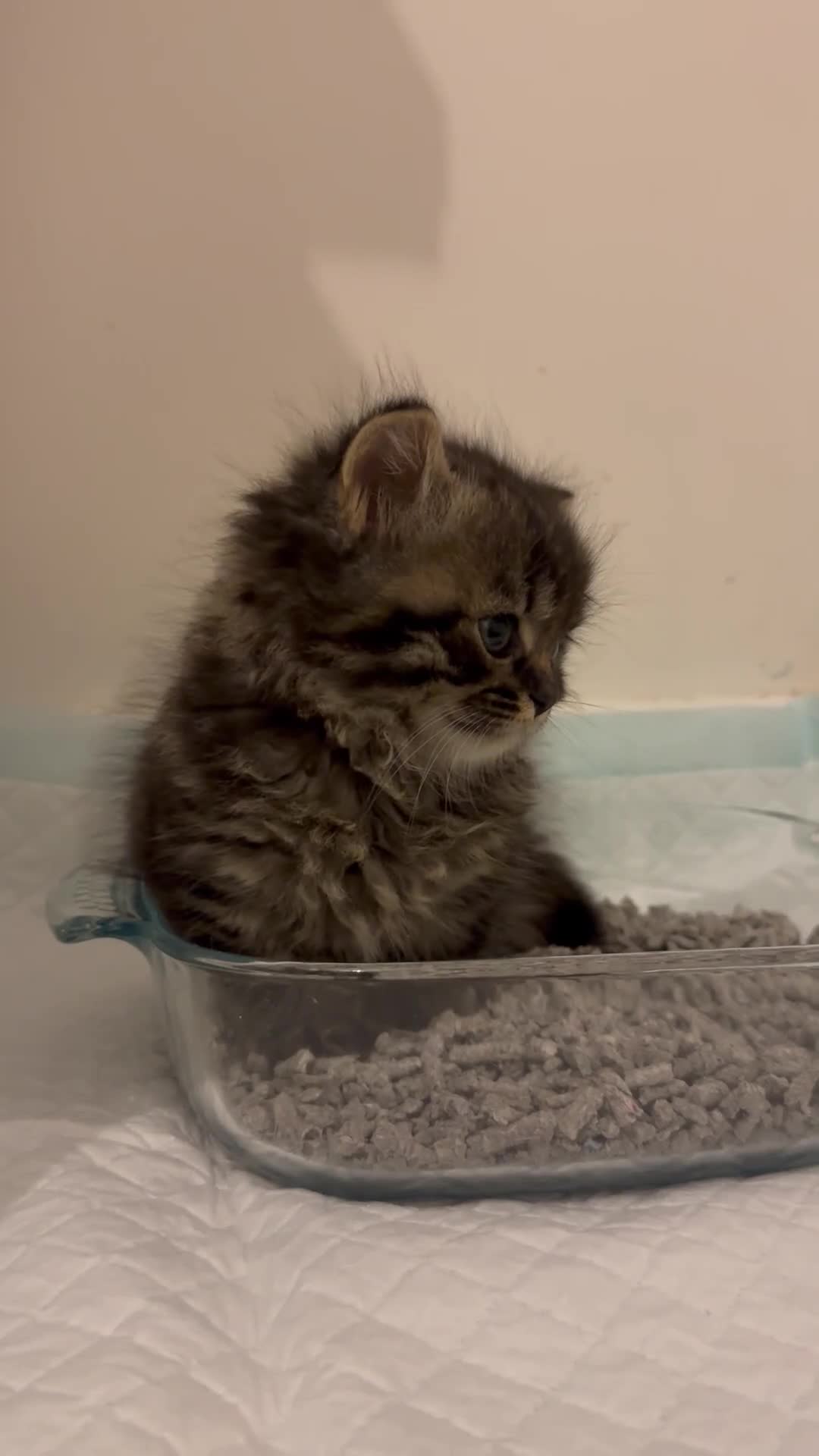 British Shorthair cats for sale: Gorgeous Fluffy British Shorthair Mix Kitten - Video 1