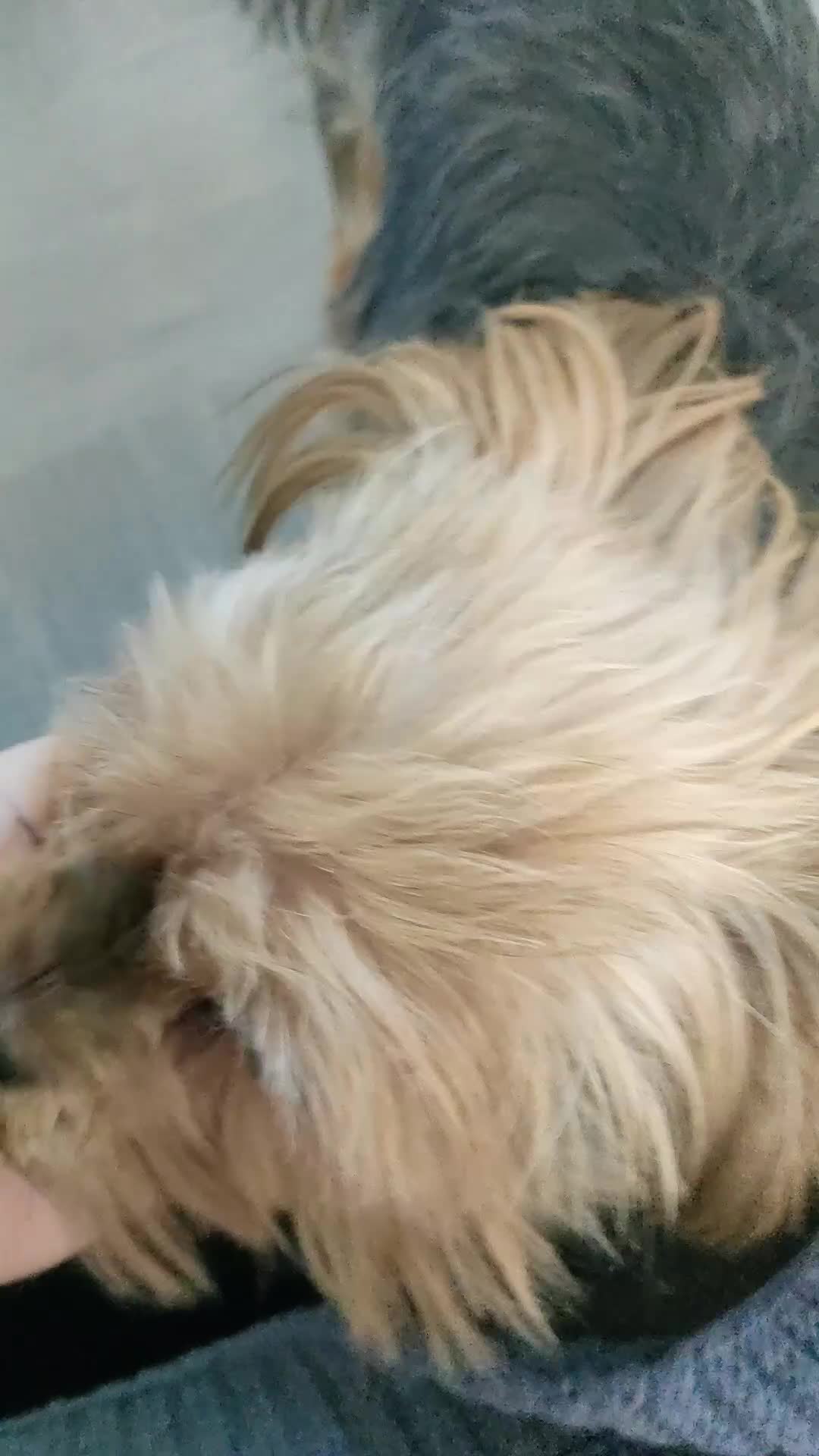 Yorkshire Terrier dogs for sale: Nyla 🖤 beautiful, fun & loving Yorkie 🐶 in Stoke-on-Trent - Video 1