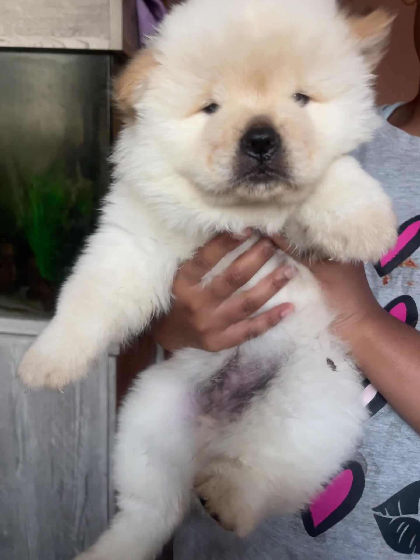 Chow Chow dogs for sale: Chow chow babies  in Enfield - Video 2
