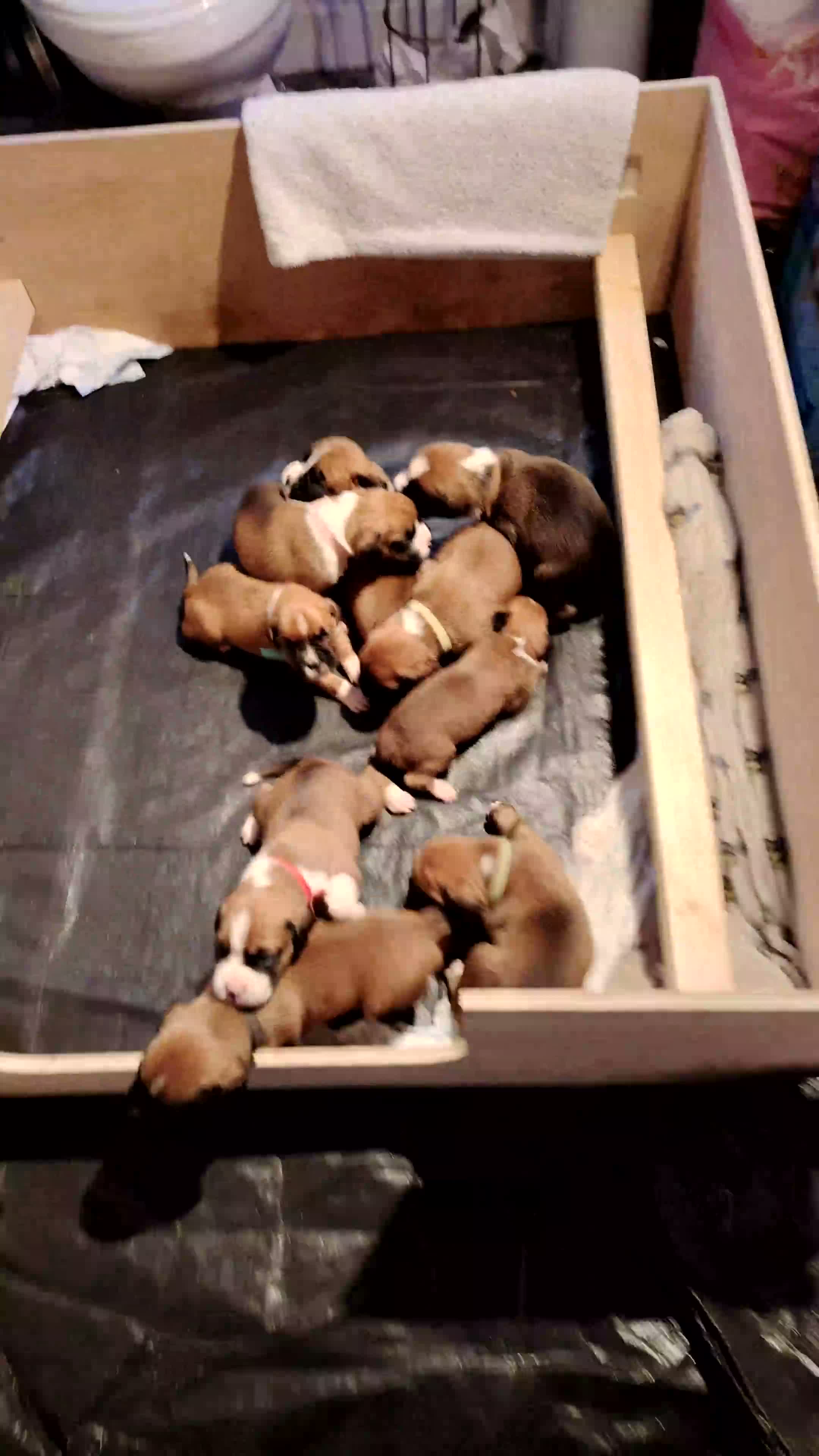 Boxer dogs for sale: Stunning Boxer Puppies in Cannock - Video 1
