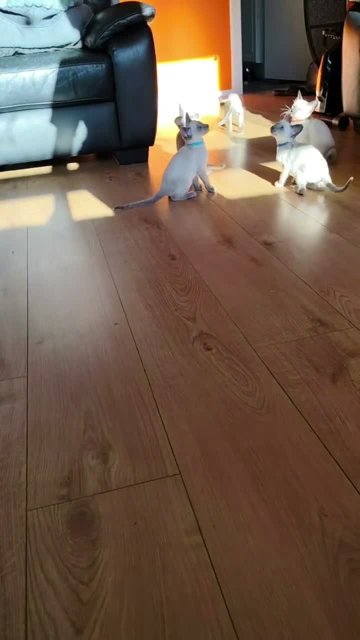 Siamese cats for sale: Gorgeous Siamese kittens!!! - Video 2