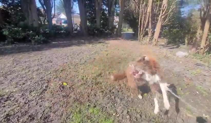 Border Collie dogs for sale: Intact Male Border Collie - KC Registered  - Video 1